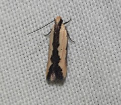 Ardozyga mesochra