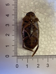 Dytiscus circumcinctus