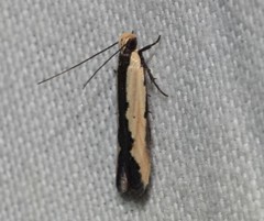 Ardozyga mesochra