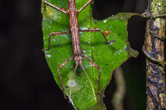 Creoxylus