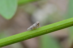 Agalliini