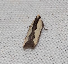 Ardozyga mesochra