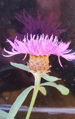 Centaurea × moncktonii