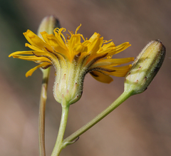Crepis runcinata hallii