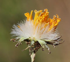 Crepis runcinata hallii