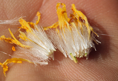 Crepis runcinata hallii