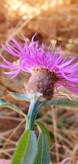 Centaurea × moncktonii