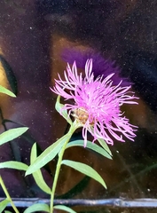 Centaurea × moncktonii