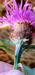 Centaurea × moncktonii