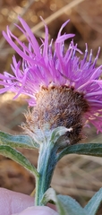 Centaurea × moncktonii