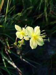 Oenothera cordata