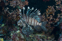Pterois