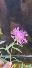 Centaurea × moncktonii