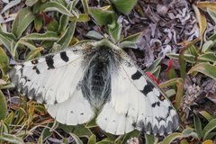 Parnassius behrii