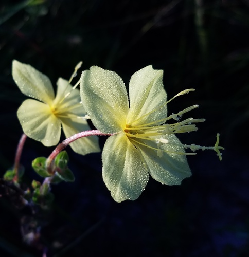 Heartleaf Evening-primrose (Oenothera cordata)
