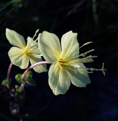 Oenothera cordata