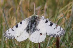 Parnassius behrii