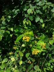Lonicera hirsuta