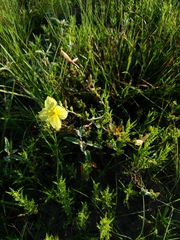 Oenothera cordata