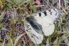 Parnassius behrii