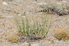 Cuniculotinus gramineus