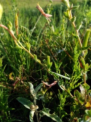 Oenothera cordata