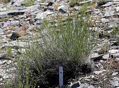 Cuniculotinus gramineus