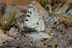 Parnassius behrii