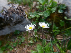 Aster bellidiastrum