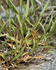 Cuniculotinus gramineus