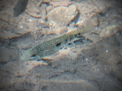 Herichthys carpintis