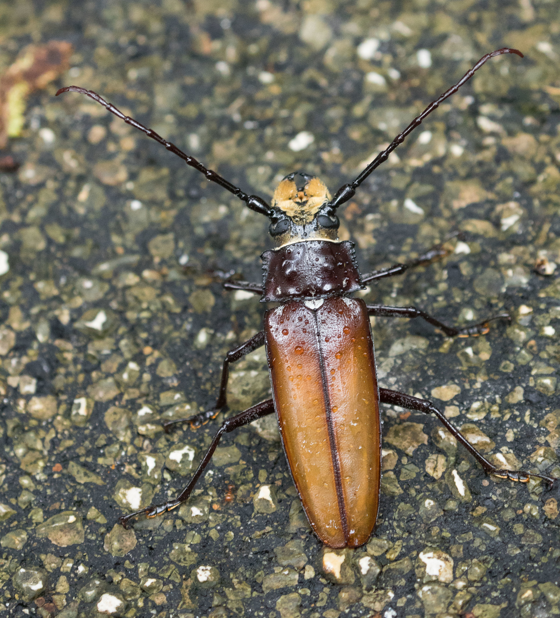 Mexico Callipogon barbatum 81mm Callipogon Barbatus Peru (PE
