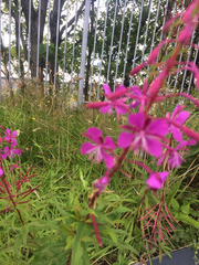 Chamaenerion angustifolium
