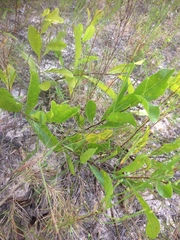 Geobalanus oblongifolius