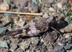 Oedipoda miniata