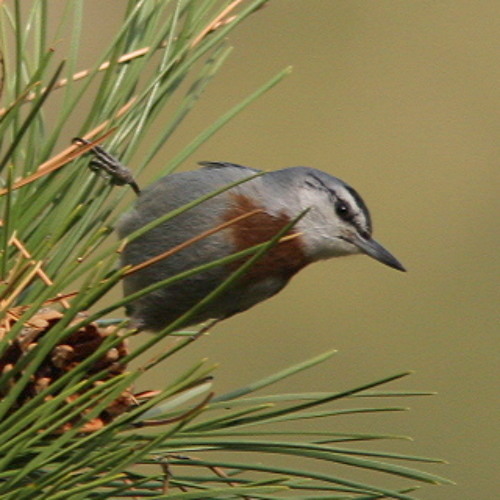 Krüper's Nuthatch, photo 5 of 8