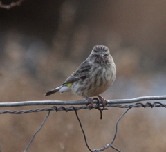 Crithagra atrogularis