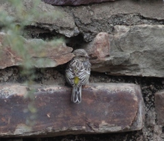 Crithagra atrogularis