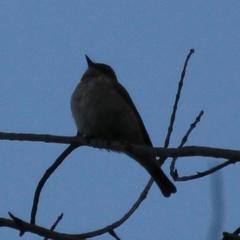 Ficedula hypoleuca
