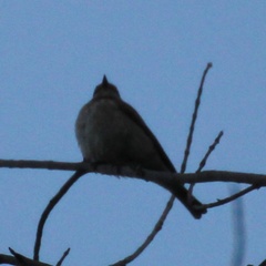 Ficedula hypoleuca