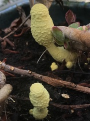 Leucocoprinus birnbaumii