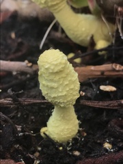 Leucocoprinus birnbaumii