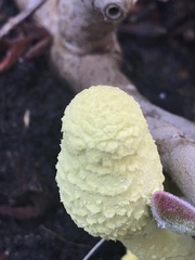 Leucocoprinus birnbaumii