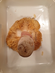 Russula olivacea
