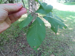 Stigmella apicialbella