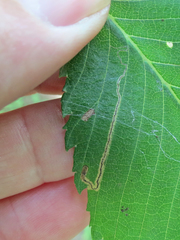 Stigmella apicialbella