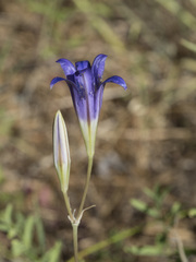 Brodiaea elegans elegans