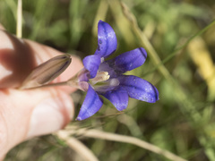 Brodiaea elegans elegans