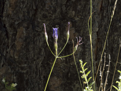 Brodiaea elegans elegans