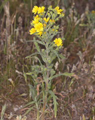 Deinandra pallida